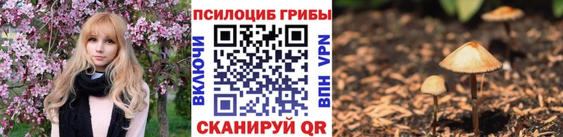 Галлюциногенные грибы Psilocybine cubensis Купить Таштагол